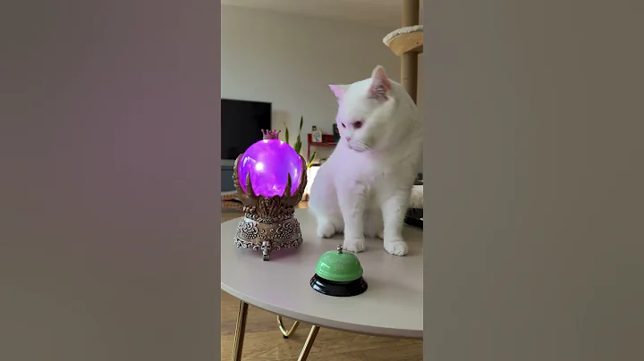 Video 11266781: white cat funnycats, cat funnycats cute, cat belle, white cat cute funny