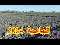 اسعار بذور البامية للعام الجديد 2024 وكيقية الحصول عليها اسعار بذور البامية للعام الجديد 2024 وكيقية الحصول عليها