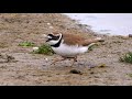 Little Ringed Plover Foraging