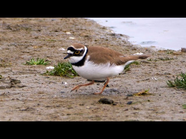 Little Ringed Plover - Beautiful Feathered Friend | PeakD