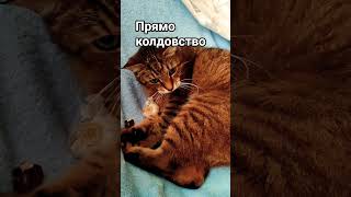 Волшебные свойства чеснока #cat #цитатыстетхема