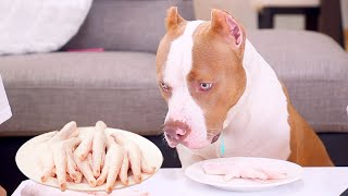 PITBULL EATING Raw Chicken