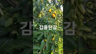 나주 배연구소에서 대안단감과태추를 교배하여 육종한 신품종 감풍단감 수확 준비를 하고 있습니다. 연락처는010-8708-2729