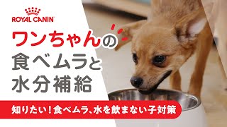 ワンちゃんの食べムラと水分補給＜ロイヤルカナン公式＞ - YouTube