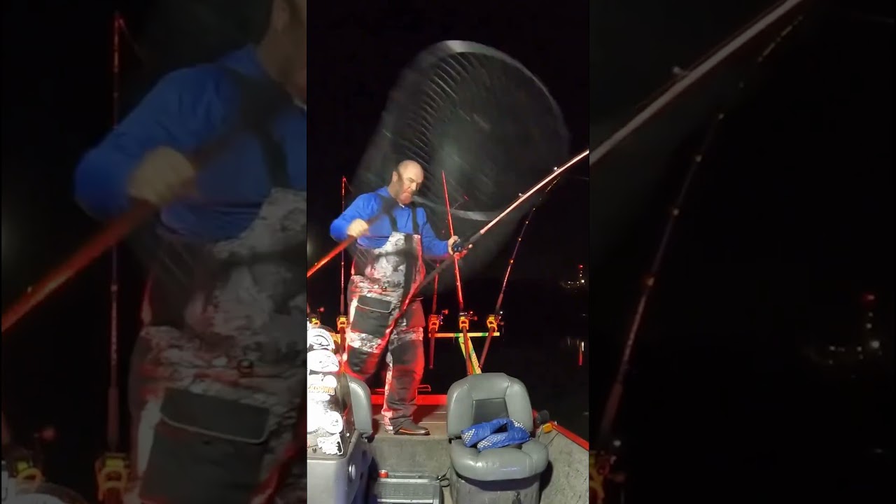 Pulling those hogs over the rail one 20 pounder at a time  