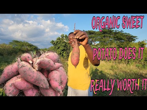 how to take care of your 1-week-old cucumber and reap some organic sweet potato