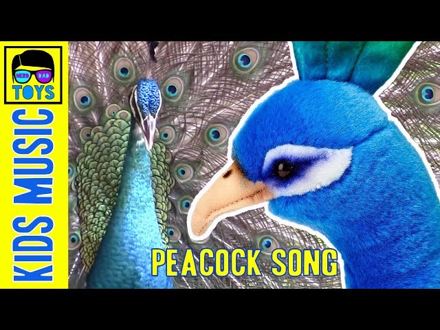 The Peacock Song for Preschoolers | Animal songs for KIDS | Indie Rock Music for Children class=