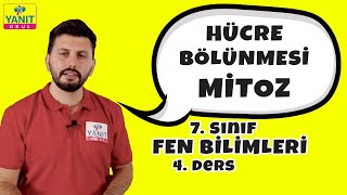 Hücre Bölünmesi | Mitoz | 7. Sınıf Fen Bilimleri Konu Anlatımları #7fnblmlr