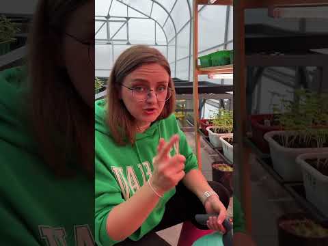 Video: Kava - rastlina doma