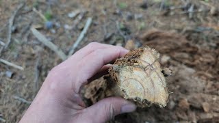 How to find fatwood for fire starting offgrid and how to use it for bushcraft survival.