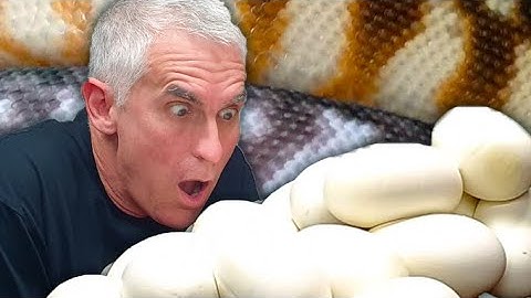 GIANT EGGS !   - CrittaCam