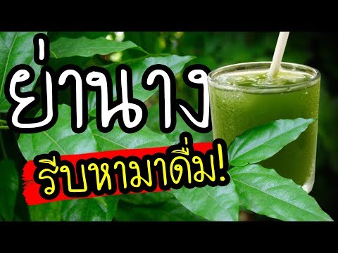 รีบหามาดื่ม..!!  ย่านาง สรรพคุณเพียบ ที่ยากจะหาสมุนไพรอื่นเทียบ | Nava DIY