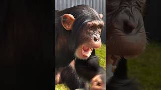 The Happiest Chimpanzee In The 🌎 Limbani #Zwfmiami #Limbani
