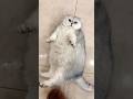 GAS BALLOON 🎈💭 #shorts #short #youtubeshorts #shortsfeed #comedy #funny #viral #cat