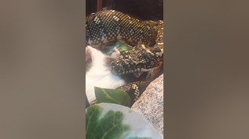 Diamond Python eating