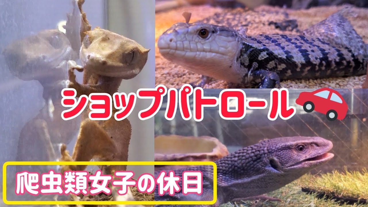 セッティング お迎え 壁チョロ系の飼育始めました Youtube