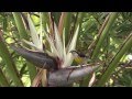 Bananaquit feeding at White Bird of Paradise Flower