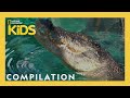 Animal Adaptations and Conservation Challenges