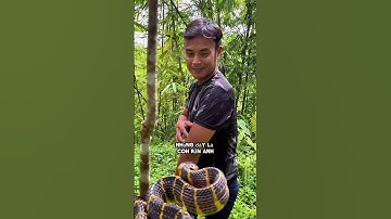 anh chàng này đang đi bộ trong rừng thì bất ngờ bị một con rắn baga cắn #shorts