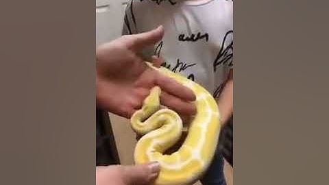 Our Ball Python collection part 2