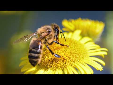 Bee Buzz Sound Effect in HD Quality