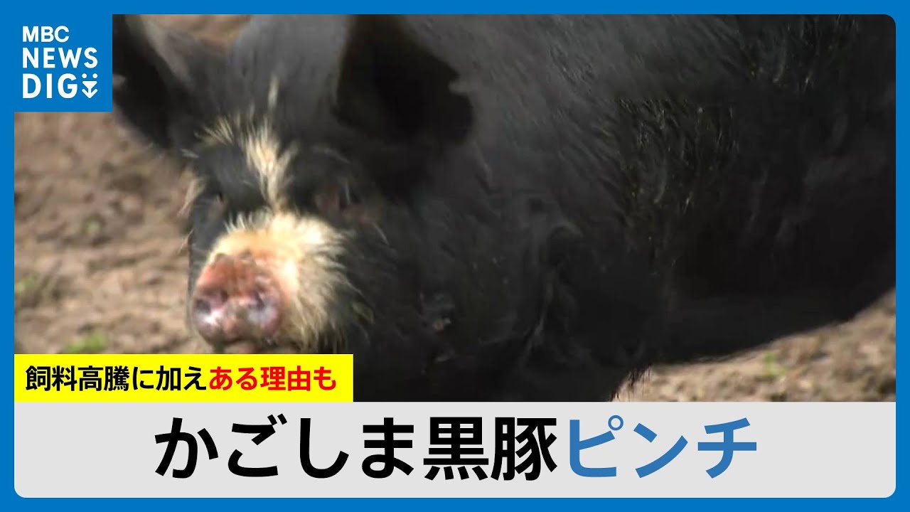“日本一”かごしま黒豚ピンチ 飼料高騰に加え黒豚ならではの理由 白豚に切りかえる農家 鹿児島県（MBCニューズナウ 2025年3月13日放送 ...