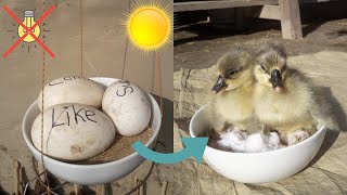 Sunlight incubator Hatching Result 100%