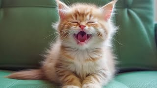 Relaxing Music For Cat - Deep Soothing Music for Anxious, ill and Stressed Cat - Help Cat Sleep Well