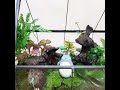 토토로 테라리움? 테라리엄 만들기 🌿