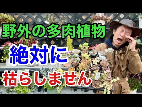 初心者向け盆栽サボテンの屋外栽培ガイド【失敗しないコツ】