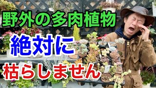 【たったこれだけ】多肉植物の上手な管理の仕方教えます　　　【カーメン君】【園芸】【ガーデニング】【多肉マンション】