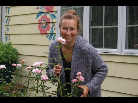 Video: Hvornår er det bedste tidspunkt at transplantere roser? Regler og anbefalinger