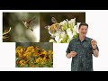 Understanding Pollen, Nectar, and Honey
