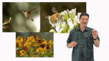 Pollen, nectar and honey: what