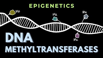 DNA methyltransferases | Epigenetics