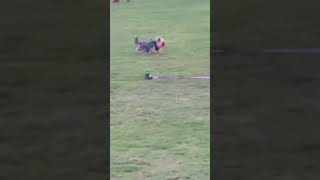 Silky Terrier Running on Richmond Green
