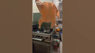 الفرخة الراقصة هههههههه 