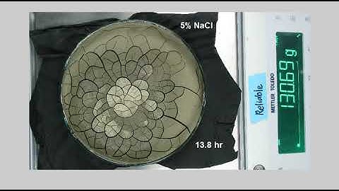 Dessication cracks in soil