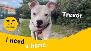 Trevor the smart Staffy cross | Dogs Trust Manchester