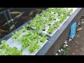 kolam L tanam sayuran sistem aquaponic