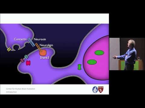 Genes, Cognition, and Human Brain Evolution on YouTube