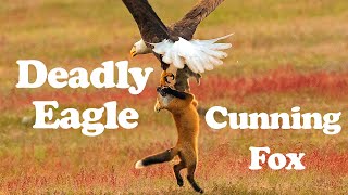 Fox Vs Eagle Fight Eagle Attack Deadly Eagle Eagle Chasing Fox Eagle Hunting Fox Short
