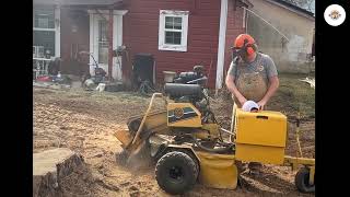 Tree Service Near Me Tree Stump Removal Stump Grinding Winnsboro Mt Vernon Pittsburg