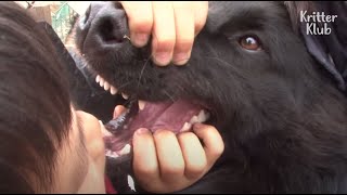 What This Dog Ate Put Kids In Shock | Kritter Klub