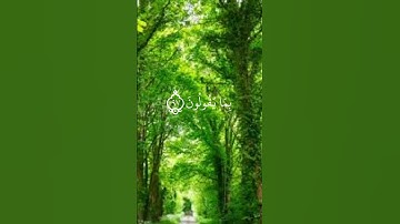 قران كريم تلاوه خاشعه هادئه  بصوت جميل جدا جدا راحه نفسيه وسكينه _ ارح سمعك وقلبك  #quranhearts
