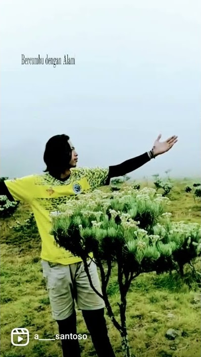 hamparan bunga edelweiss