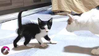 When a rescued kitten is first introduced to a big cat, Operation Start to Get Along!