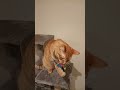 20230926C 菲仔未公開的片段 - 玩毛棒！Unseen footage of Wongfield playing! #cat #pets #gingercat #wongfield