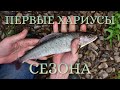 ПЕРВЫЕ ХАРИУСЫ СЕЗОНА! Безумно красивая новая речка!