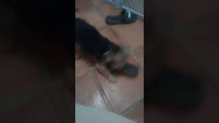 Yorkie Shoe Fetish